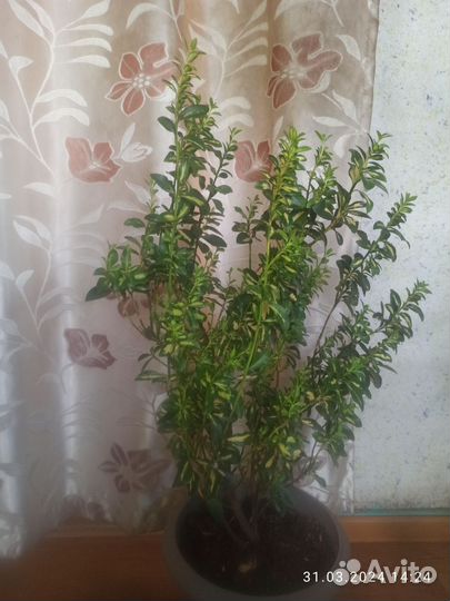 Фикус бересклет