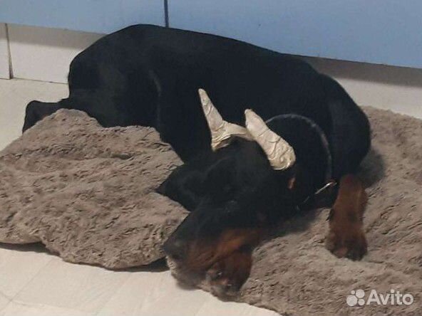 Кинолог / Дрессировка собак / Коррекция поведения