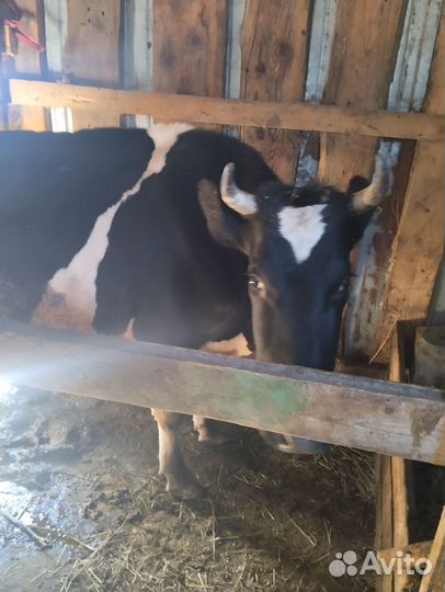 Корова дойная