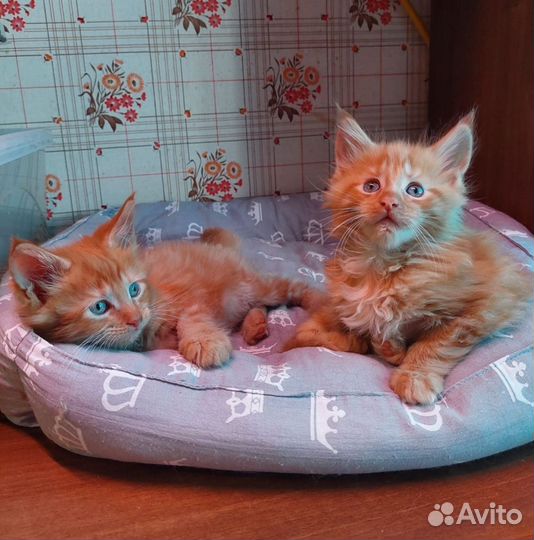 Котик мейн-кун