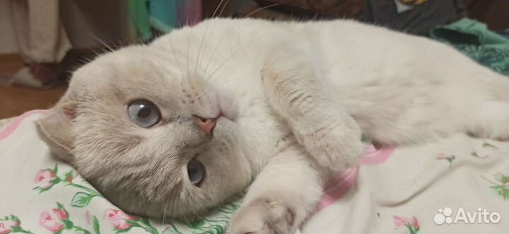 Кот на вязку