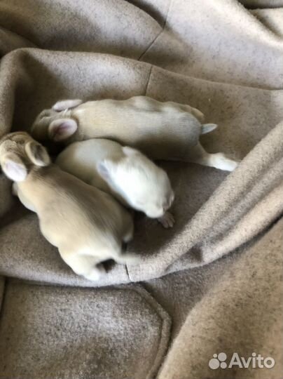 Карликовый кролик