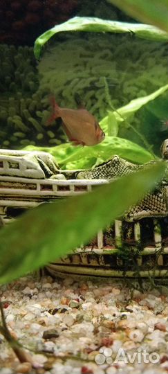 Аквариум и рыбки