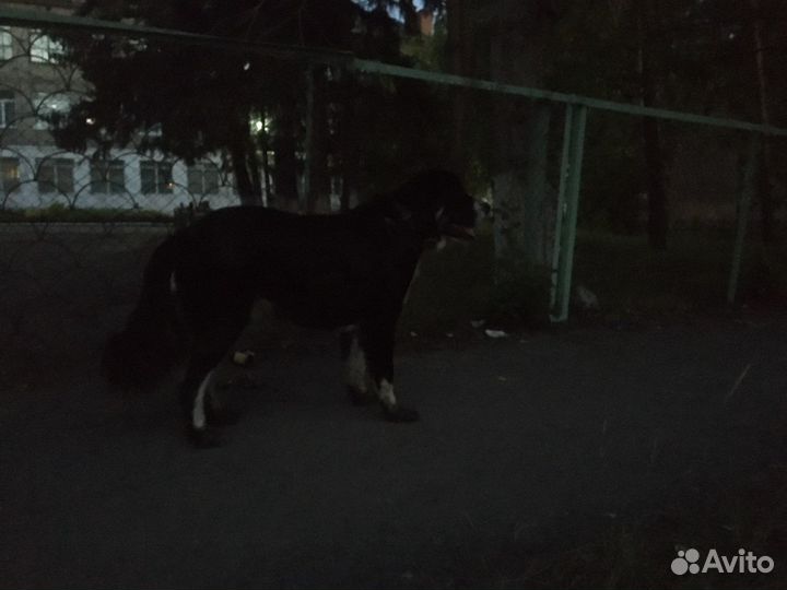 Найдена собака