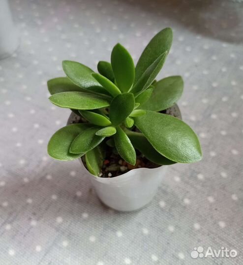 Суккуленты почтой часть 2 из 9