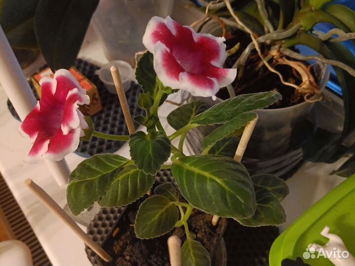 Голоксиния