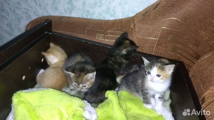 Кошки в добрые руки бесплатно