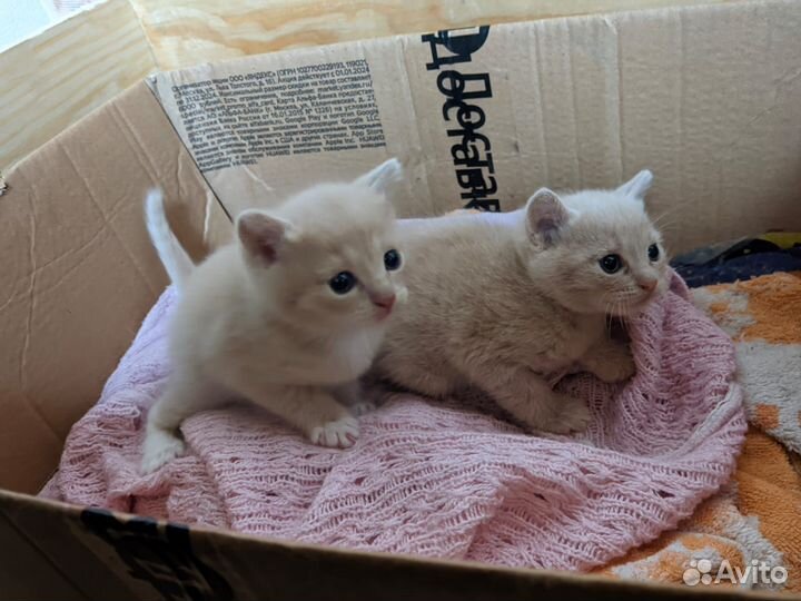 Отдам котят