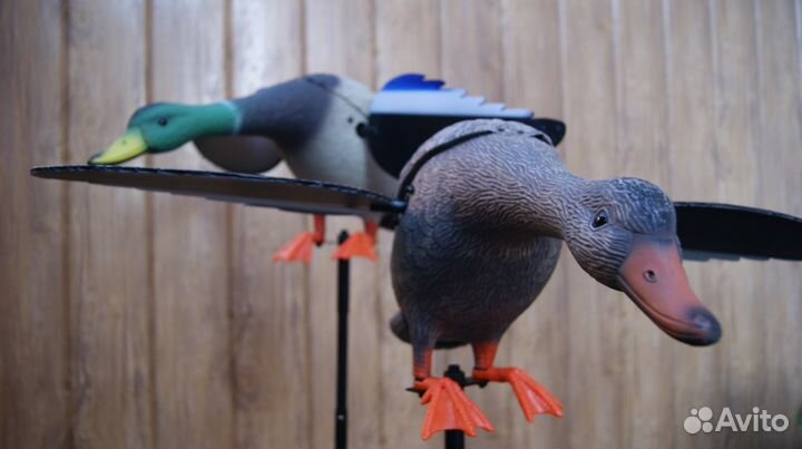 Махокрыл, подсадная утка, приманка