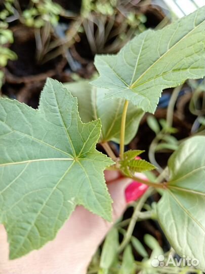 Клещевина рассада