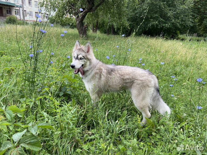 Аляскинский маламут щенки