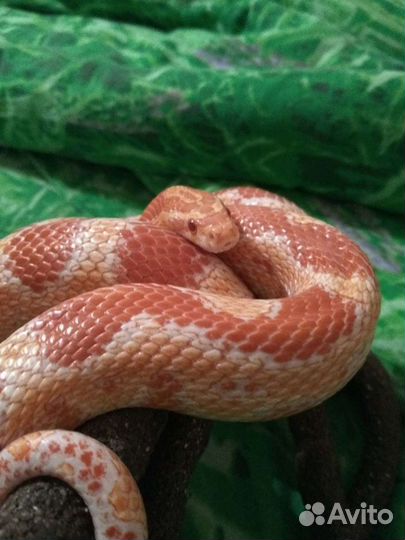 Маисовый полоз