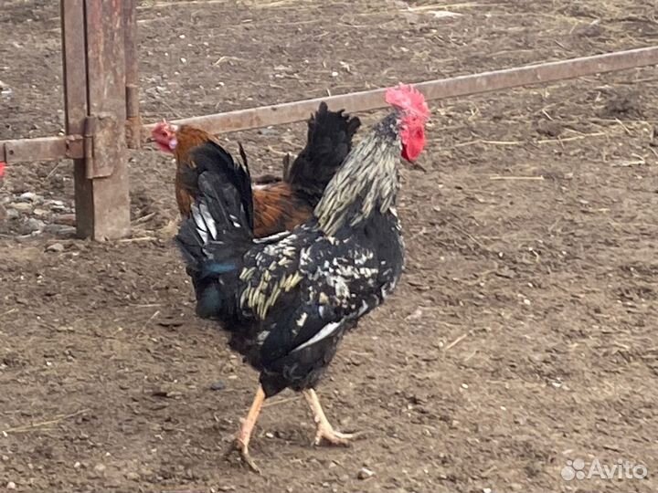 Молодые петухи