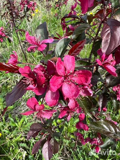 Яблоня Роялти