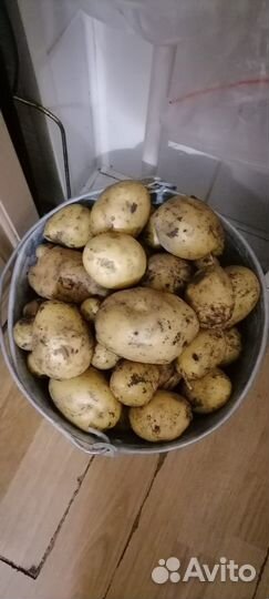 Продам картофель