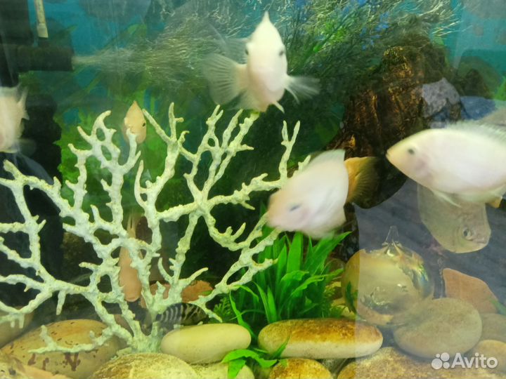 Аквариумные рыбки цихлиды