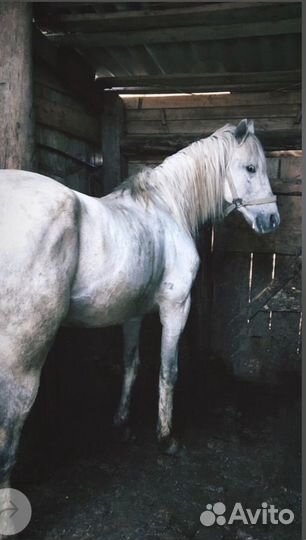 Жеребцы и кобылы