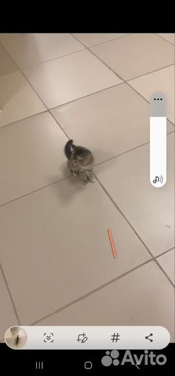 Кошечка в добрые руки