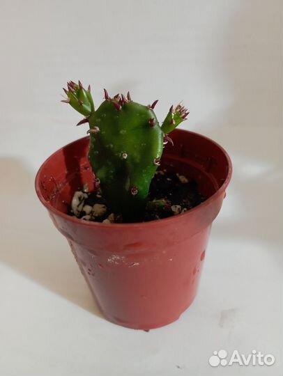 Цветы комнатные