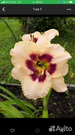 Лилейники сортовые