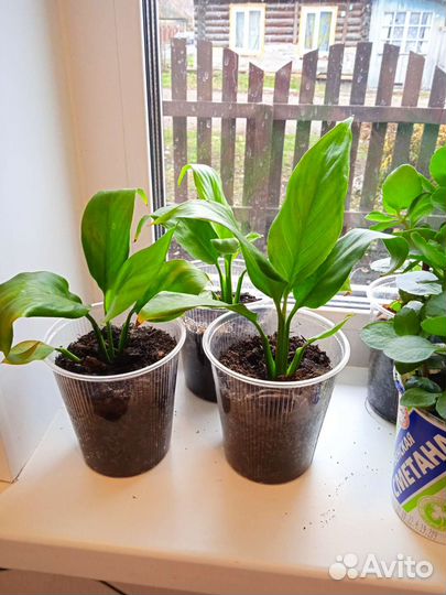 Гиппиаструм