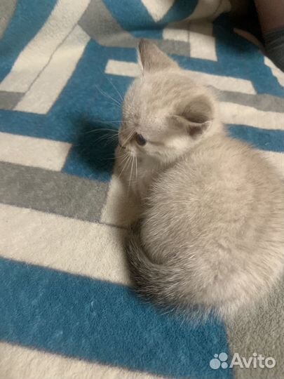 Котята-крысоловы