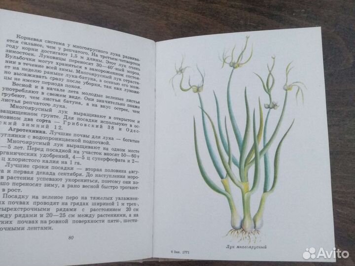 Зеленные и пряные овощные культуры юи Муханова