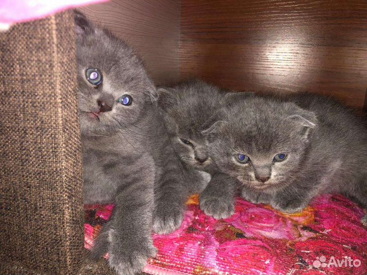 Британские котята