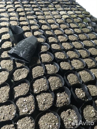 Стаканчики для рассады. Полиэтилен