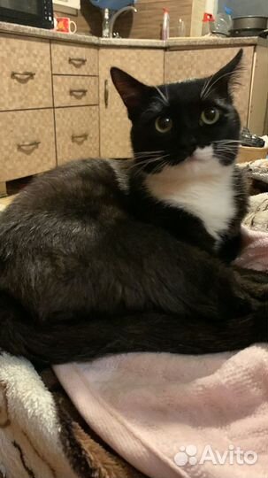 Кот