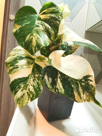 Монстера вариегатная Альба Москва