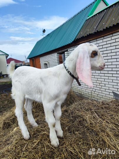 Англо нубийские козы