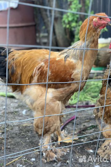 Петух брама