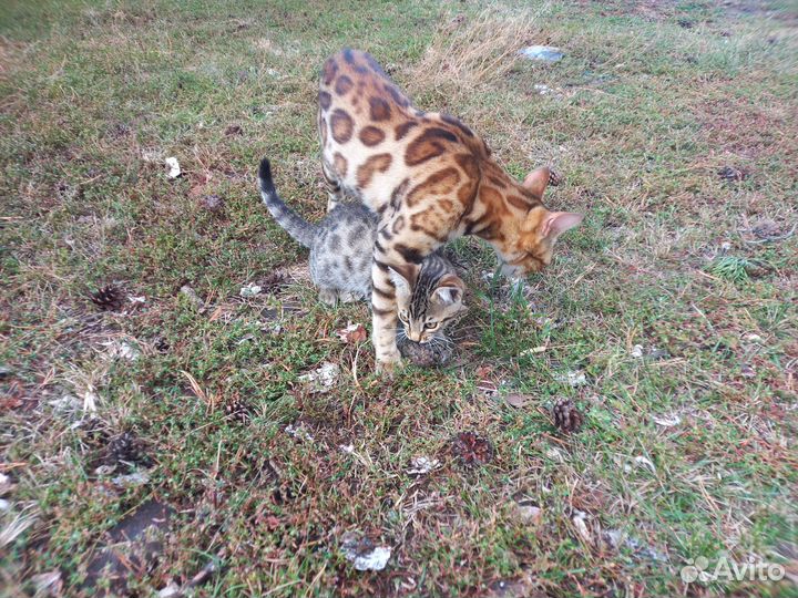 Кошечки в дар бесплатно, в добрые руки