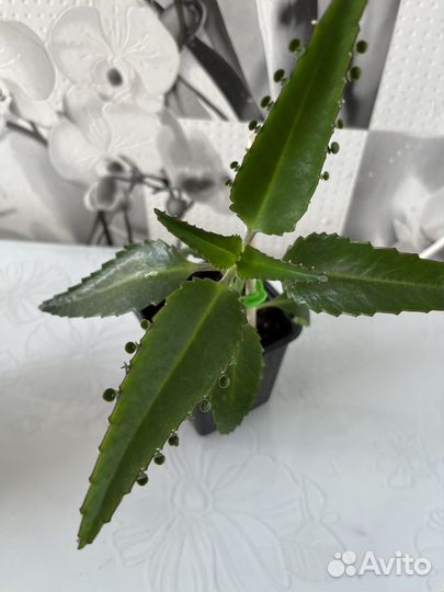 Каланхоэ лечебное