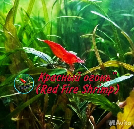 Креветки, Рыбки, Улитки и Грунт для Аквариума