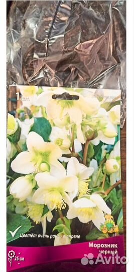 Морозник чёрный. Корневище