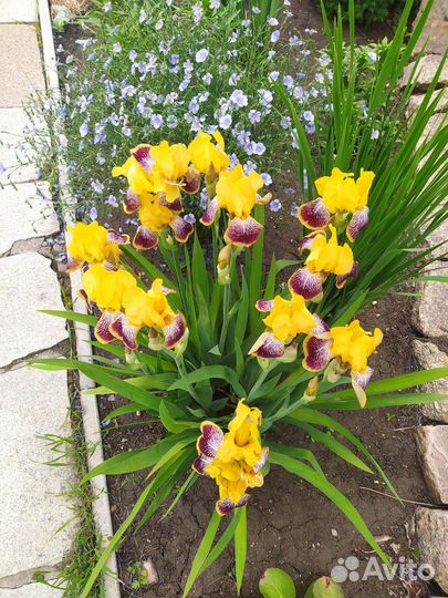 Саженцы многолетних цветов. Доставка бесплатно