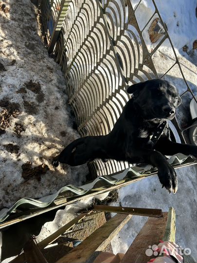 Собака в добрые руки