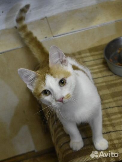 Котики