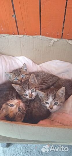 Котята в добрые руки