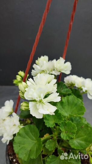 Пеларгонии сортовые