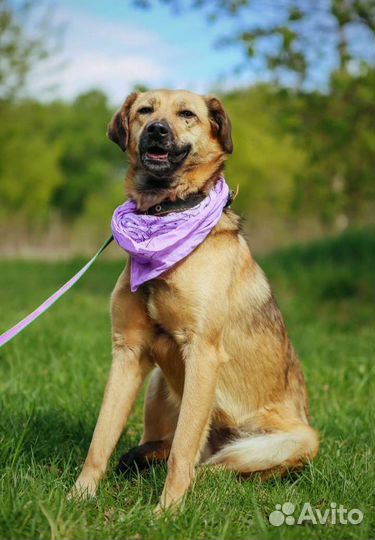 Рейчел в поисках дома