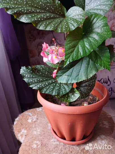 Бегония макулата