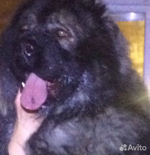 Кавказская овчарка