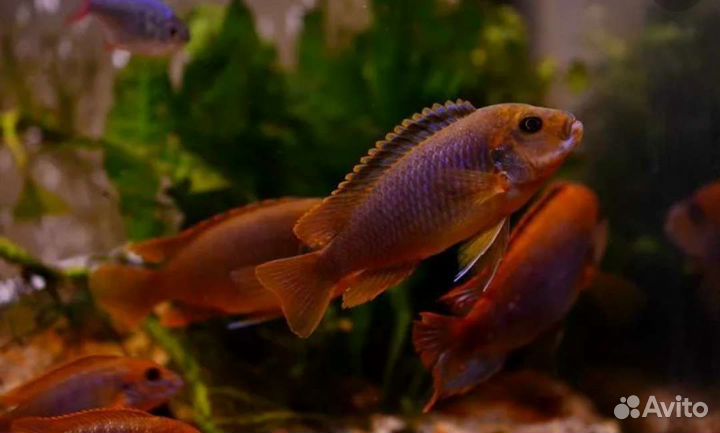 Цихлиды малави и не только