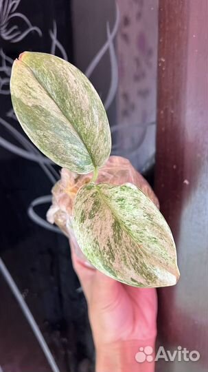 Редкие коллекционные сциндапсусы