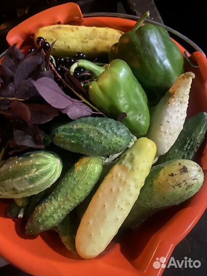 Огурцы