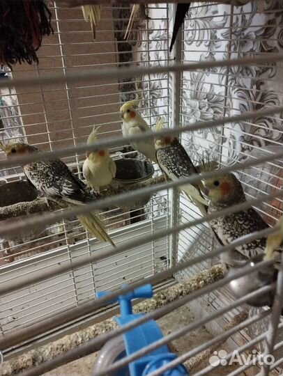 Попугай корелла