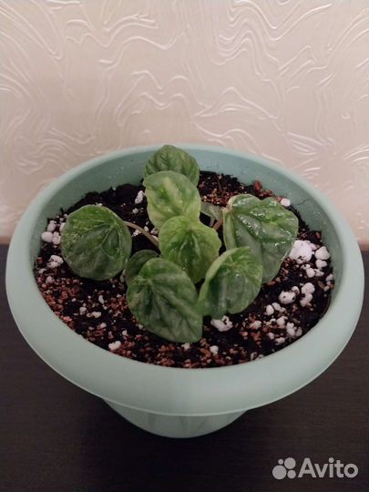 Пеперомии сортовые, Бегония Блэк Мамба и другие